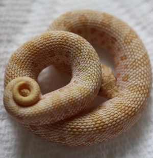 Snakes in the Library